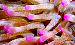 HAPPY VALENTINES DAY!!!!! This photo was taken in Cozumel... by Steven Anderson 